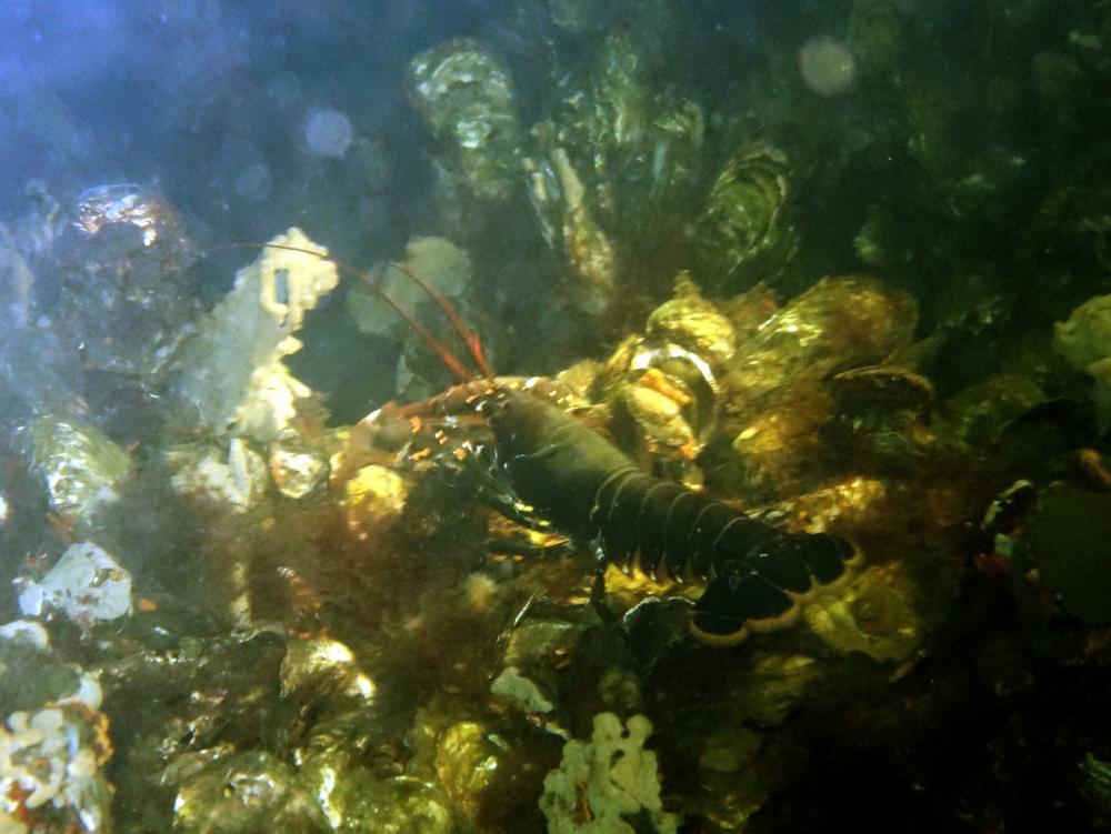 Album 20151010 RX504 Homarus gammarus Europese zeekreeft geleedpotige Album 20151010 RX504 Homarus gammarus Europese zeekreeft geleedpotige
